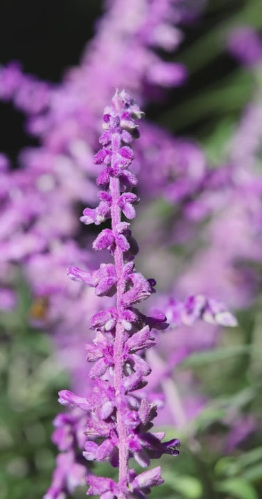 Vibrant purple textured lavender flowers blooming in a garden with green folage in background and bees
