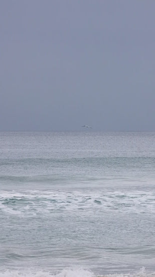 A large sea bird rides along the turquoise wave and then flies up into the sky