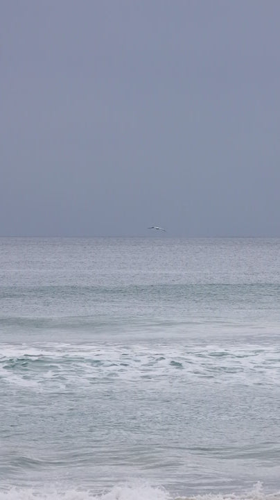 A large sea bird rides along the turquoise wave and then flies up into the sky