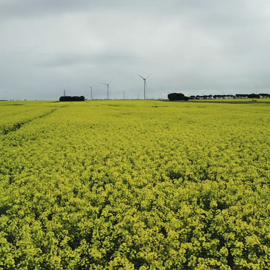 Low fly over canola field to wind turbine farm under cloudy sky
