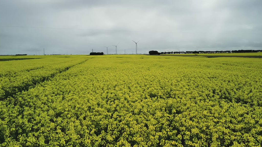 Low fly over canola field to wind turbine farm under cloudy sky