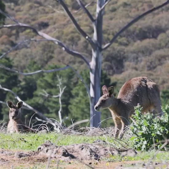Two kangaroos in their natural habitat. One is standing up tall and looking around alertly while the other one is resting on the grass