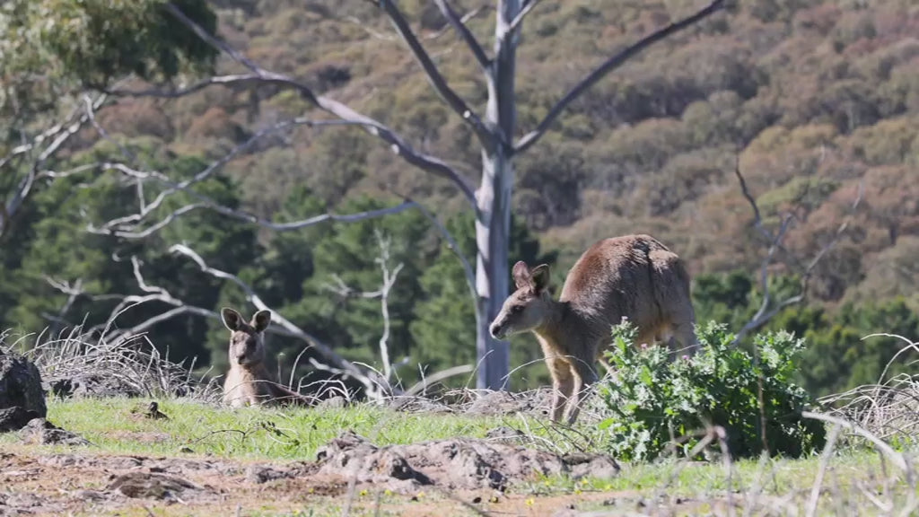 Two kangaroos in their natural habitat. One is standing up tall and looking around alertly while the other one is resting on the grass