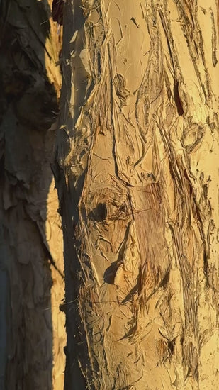 Detailed close up of a paperbark tree trunk texture in slo mo. The warm, golden light of the setting sun moves across the peeling, papery bark
