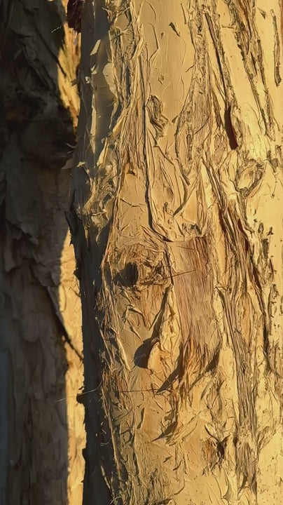 Detailed close up of a paperbark tree trunk texture in slo mo. The warm, golden light of the setting sun moves across the peeling, papery bark