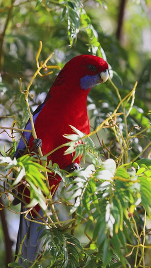 Crimson rosella parrot perched on leafy green branch, displaying vibrant red and blue plumage while turning head with graceful, slow motion movement in natural Australian native forest habitat