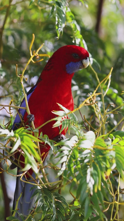 Crimson rosella parrot perched on leafy green branch, displaying vibrant red and blue plumage while turning head with graceful, slow motion movement in natural Australian native forest habitat
