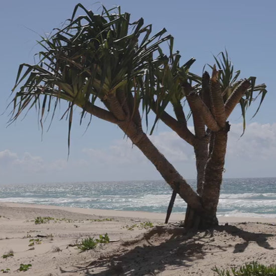 Solitary pandanus tree growing on a sand dune by the ocean. Gentle waves are breaking on the shoreline under a clear blue sky on a sunny day
