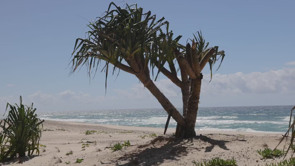 Solitary pandanus tree growing on a sand dune by the ocean. Gentle waves are breaking on the shoreline under a clear blue sky on a sunny day