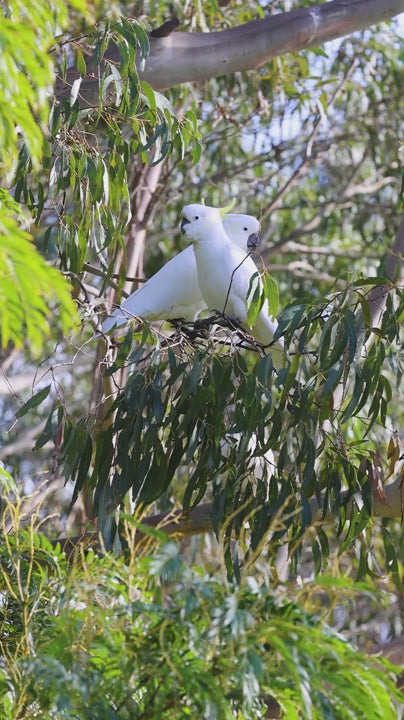 Sulphur crested cockatoos together on a branch of a eucalyptus tree in slow motion as it sways in the wind in  natural native australian wildlife setting