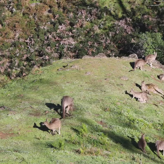 Large group of wild eastern grey kangaroos grazing on a lush green hill in the australian bushland with alpha showing his presence. Native animals in their habitat