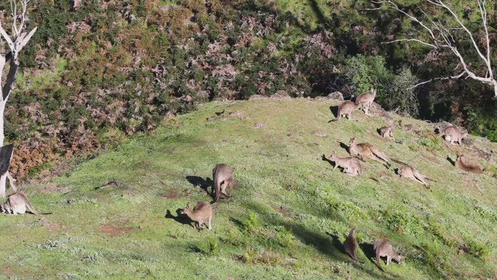 Large group of wild eastern grey kangaroos grazing on a lush green hill in the australian bushland with alpha showing his presence. Native animals in their habitat