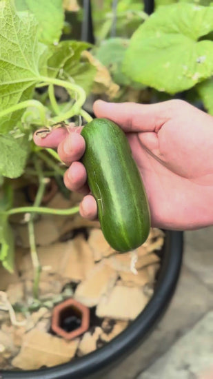 Close up of a gardener's hands carefully picking a small, ripe cucumber from its vine in a container garden during a summer harvest