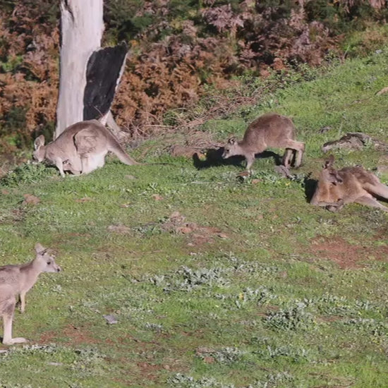 Australian kangaroos grazing on a verdant hillside under the warm sun. A mob of marsupials, including a joey, peacefully foraging and resting