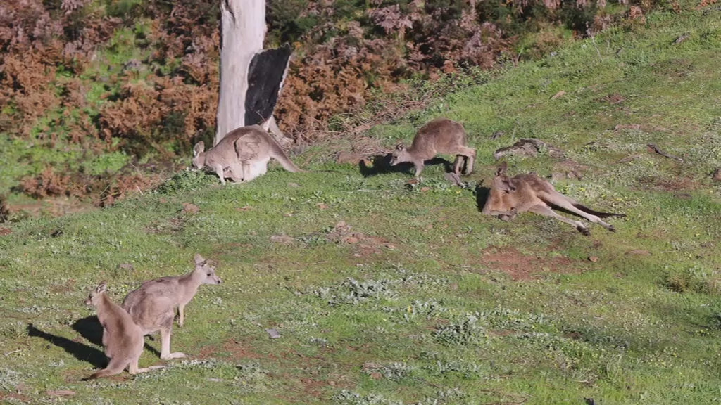 Australian kangaroos grazing on a verdant hillside under the warm sun. A mob of marsupials, including a joey, peacefully foraging and resting
