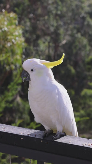 Sulphur crested cockatoo sits on a wooden railing  with lush green valley in background lit up by the sun in slow motion