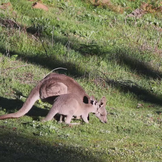 Australian mother kangaroo and her baby joey eating grass together. Beautiful wildlife scene of a marsupial family in its natural habitat