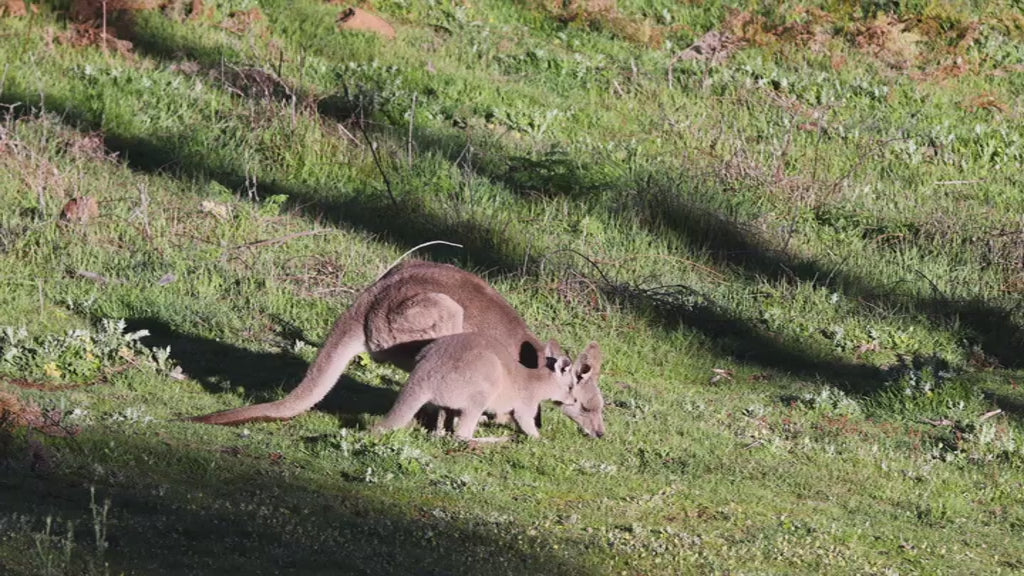Australian mother kangaroo and her baby joey eating grass together. Beautiful wildlife scene of a marsupial family in its natural habitat