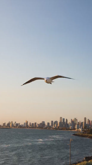 Lone seagull soaring gracefully above the ocean waves. Melbourne Cityscape silhouette on the horizon during a beautiful, tranquil golden hour sunset