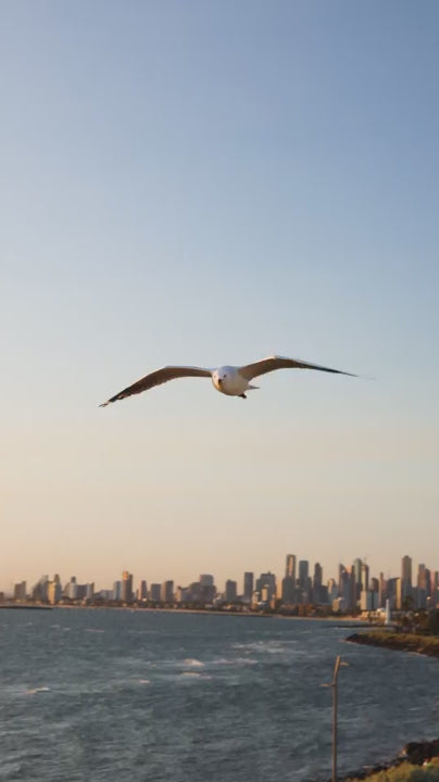 Lone seagull soaring gracefully above the ocean waves. Melbourne Cityscape silhouette on the horizon during a beautiful, tranquil golden hour sunset