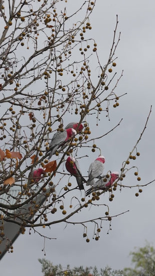 Grey and pink Galah cockatoos eating seeds from a pods on chinaberry tree on a grey cloudy day in a barren tree during winter