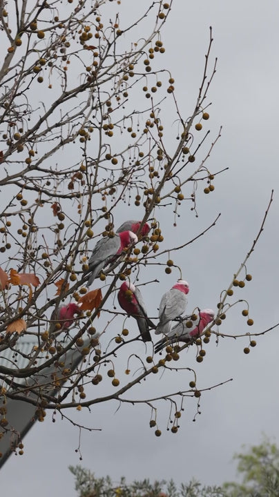 Grey and pink Galah cockatoos eating seeds from a pods on chinaberry tree on a grey cloudy day in a barren tree during winter