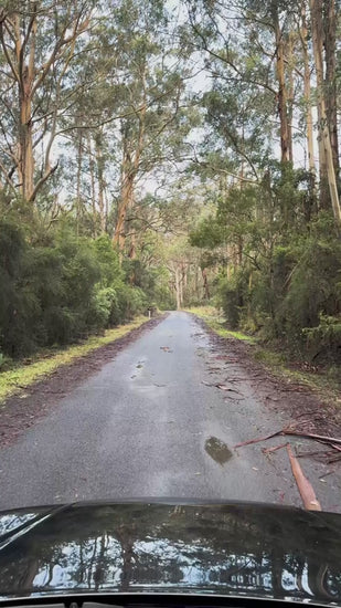 POV of vehicle driving on a scenic dirt road through a lush eucalyptus forest, experiencing the tranquility of nature in Apollo Bay bush, Australia