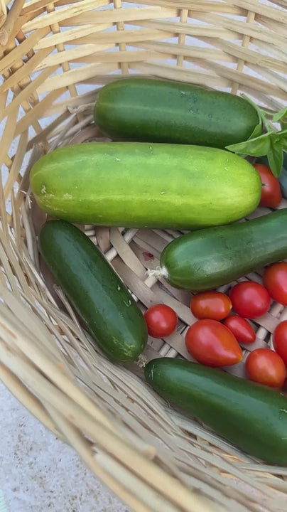 Wicker basket filled with freshly picked organic vegetables. A colorful assortment of cucumbers, ripe tomatoes, and green herbs from the garden