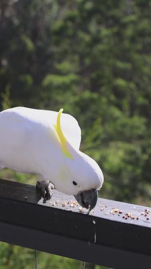 White sulphur crested cockatoo eating seeds off a wooden balcony railing with green valley in background in slow motion