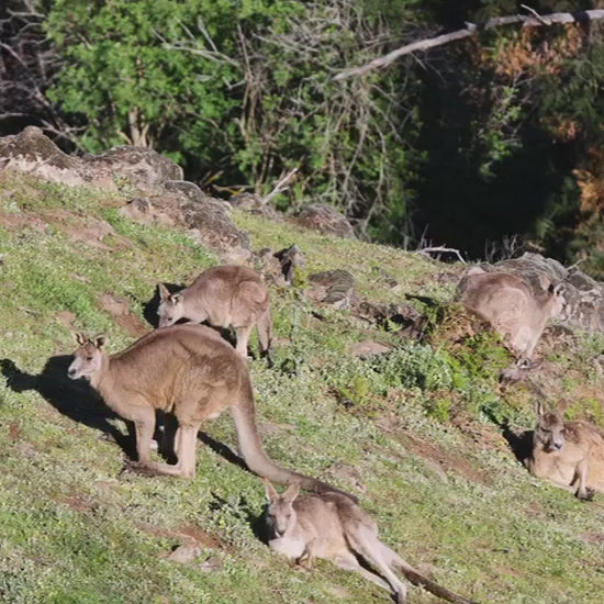 Large group of wild eastern grey kangaroos relaxing on a grassy hill. Australian native marsupials grazing in their natural habitat