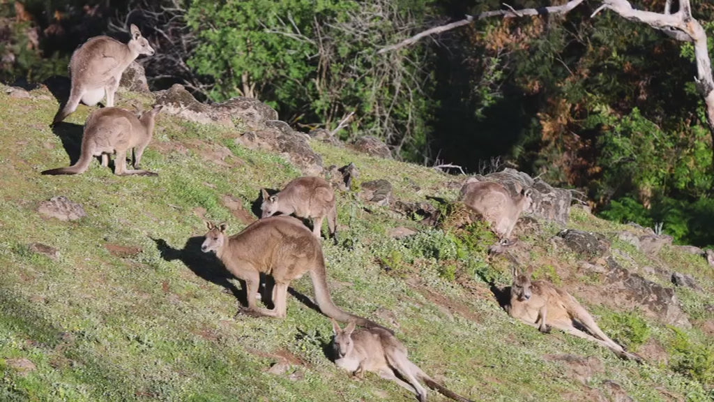Large group of wild eastern grey kangaroos relaxing on a grassy hill. Australian native marsupials grazing in their natural habitat