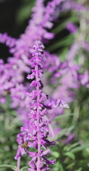 Honey bee gathering pollen from purple textured lavender flowers on long stem with green leaves in background