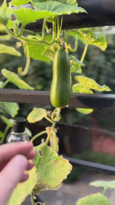 Close up of a home gardener hand carefully picking a fresh, ripe cucumber from the vine in a garden. Homegrown organic vegetable harvest