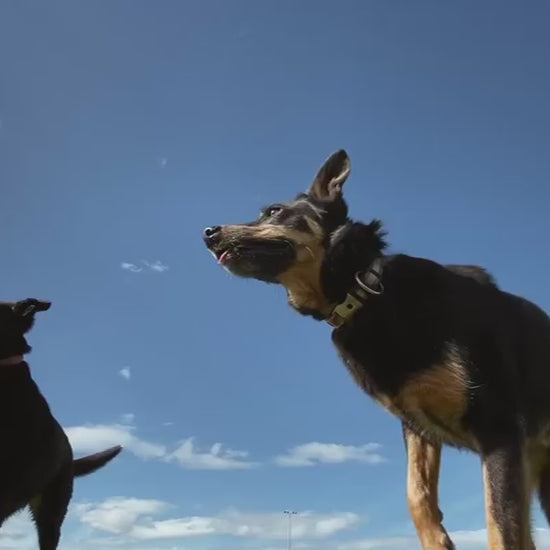 Athletic german shepherd jumping high in the air to catch a ball while playing fetch in slo motion. Another black dog watches from below, outdoors in a park