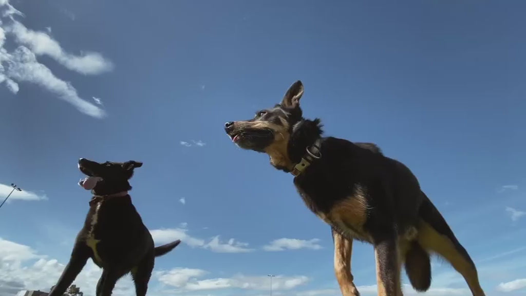Athletic german shepherd jumping high in the air to catch a ball while playing fetch in slo motion. Another black dog watches from below, outdoors in a park