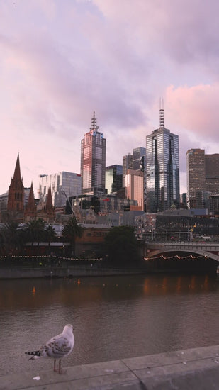 Solitary seagull with Yarra River at sunset with Melbourne skyline in the background
