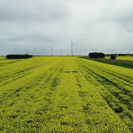 Fly up over canola field to wind turbine farm under overcast sky