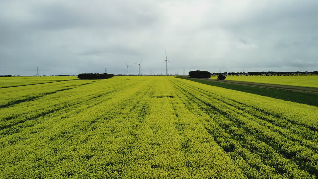 Fly up over canola field to wind turbine farm under overcast sky