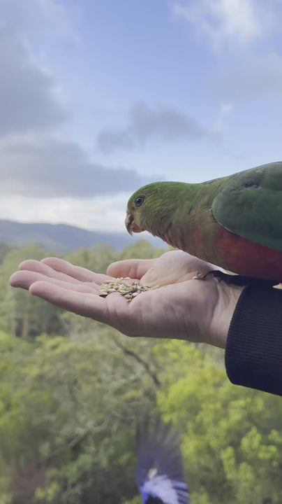 Slow motion of colorful Australian green King parrot eating seeds from a person's hand and a Crimson rosella on the railing with a scenic valley view